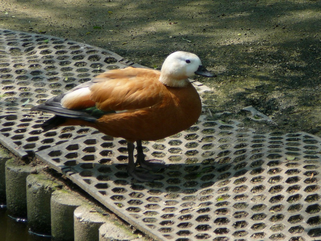 ʌ܎sEEAJcNVK -  - ʐ^f - ݃{