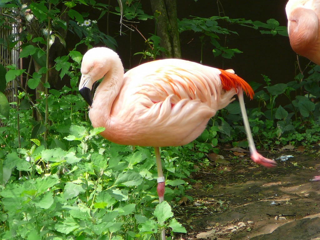 ʌ܎sEE`[t~S -  - ʐ^f - ݃{