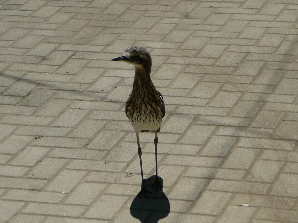 ʌzJsELx^E쒹̐XEI[XgACV`h -  - ʐ^f - ݃{