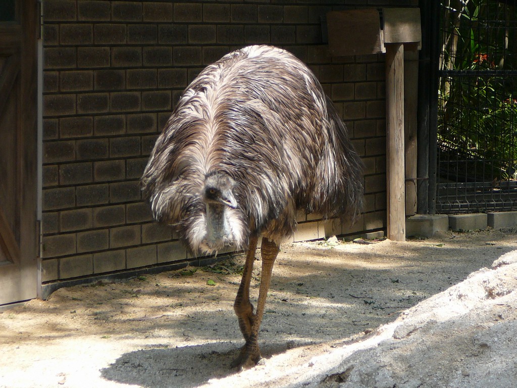 ʌzJsELx^E쒹̐XEG~[ -  - ʐ^f - ݃{
