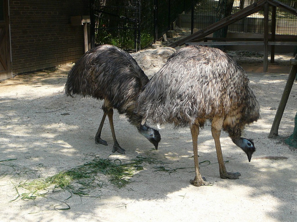 ʌzJsELx^E쒹̐XEG~[ -  - ʐ^f - ݃{
