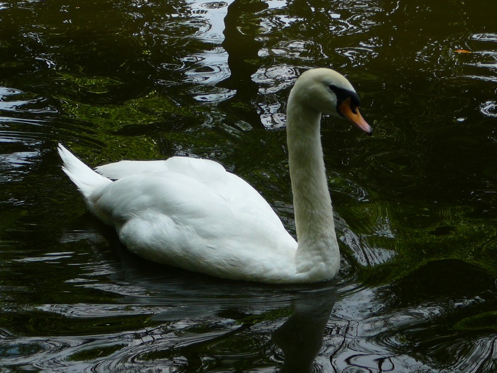 ʌ܎sEE -  - ʐ^f - ݃{