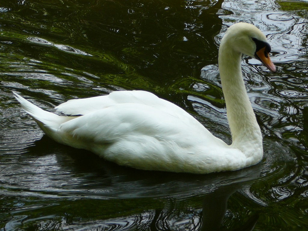 ʌ܎sEE -  - ʐ^f - ݃{