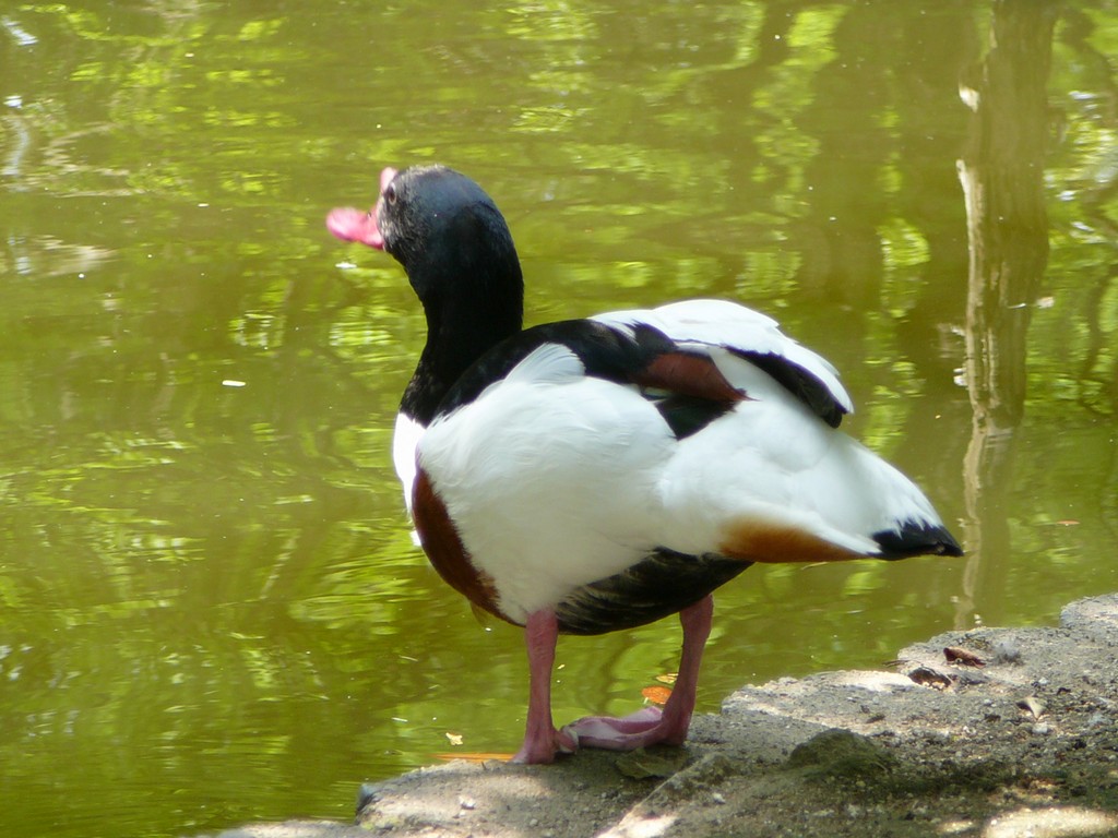 ʌ܎sEEcNVK -  - ʐ^f - ݃{