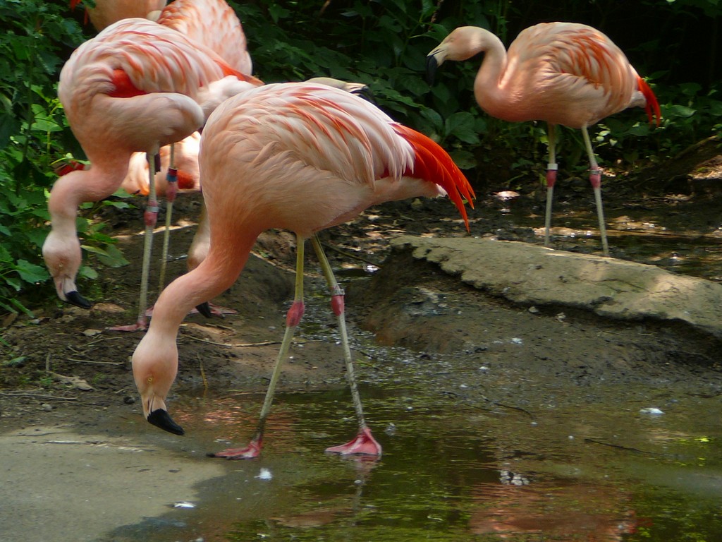 ʌ܎sEE`[t~S -  - ʐ^f - ݃{