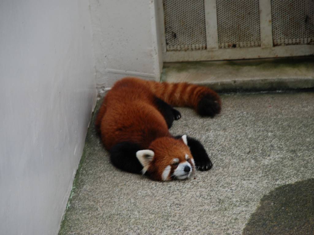 ʌ܎sEEbT[p_ -  - ʐ^f - ݃{