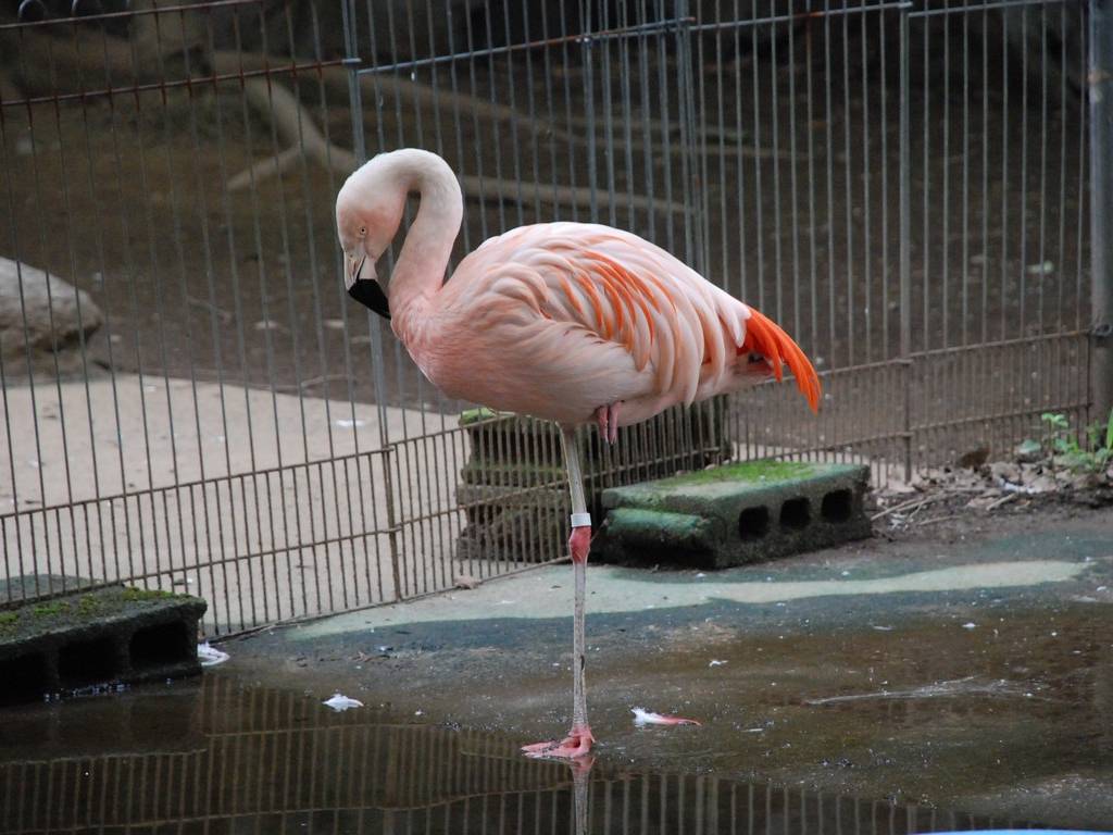 ʌ܎sEE`[t~S -  - ʐ^f - ݃{