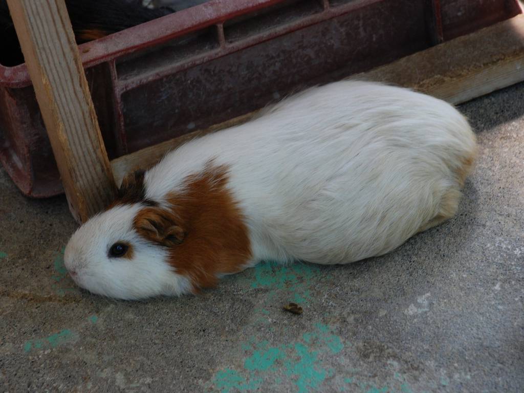 ʌ܎sEEbg -  - ʐ^f - ݃{