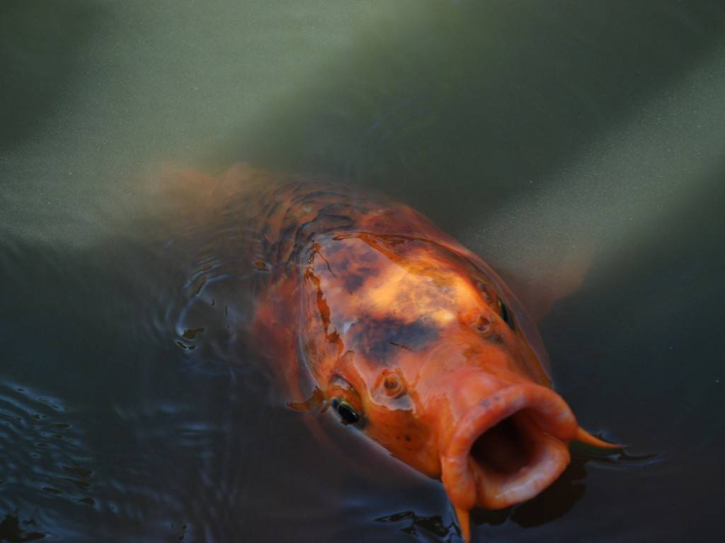 ʌ{㒬EE -  - ʐ^f - ݃{