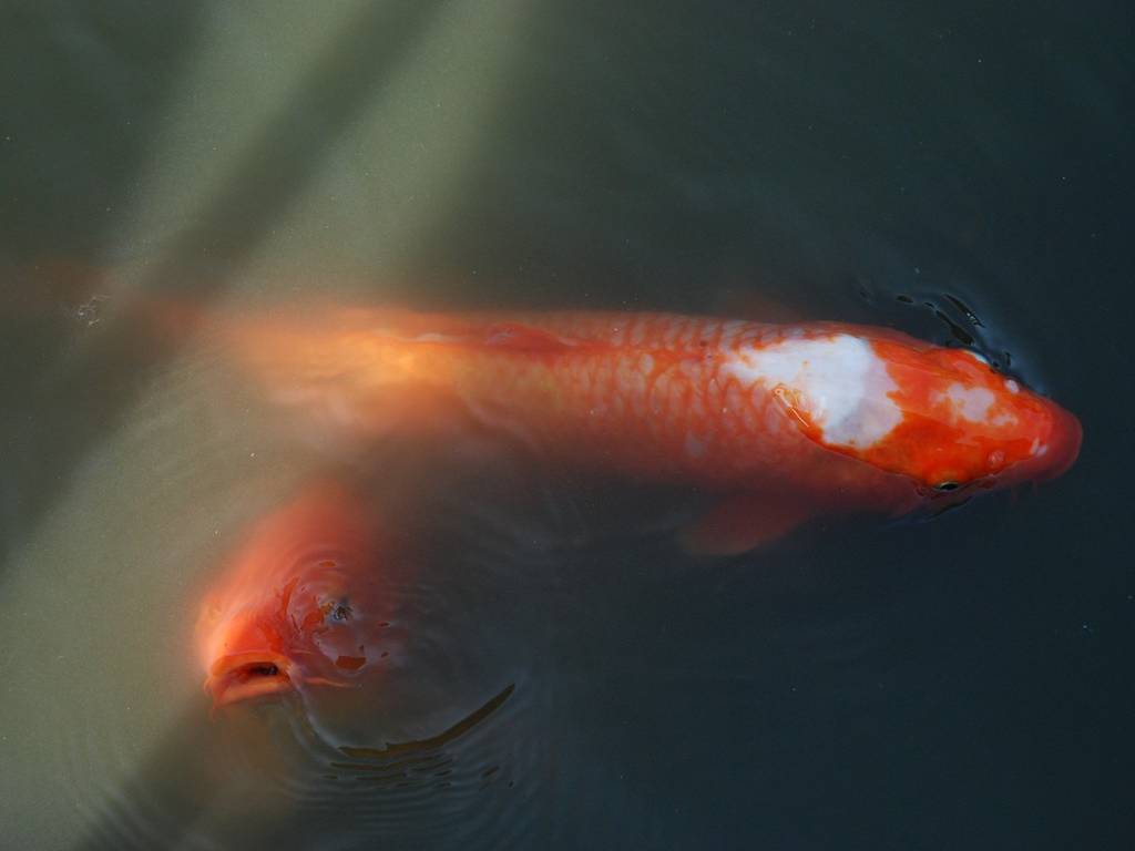 ʌ{㒬EE -  - ʐ^f - ݃{