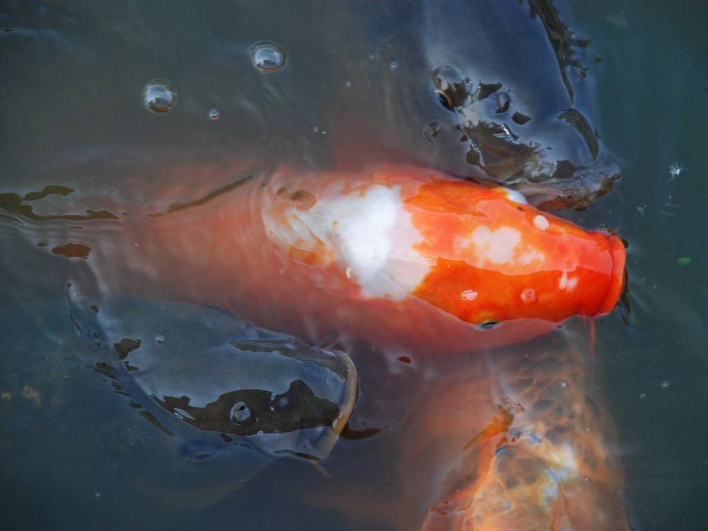 ʌ{㒬EE -  - ʐ^f - ݃{