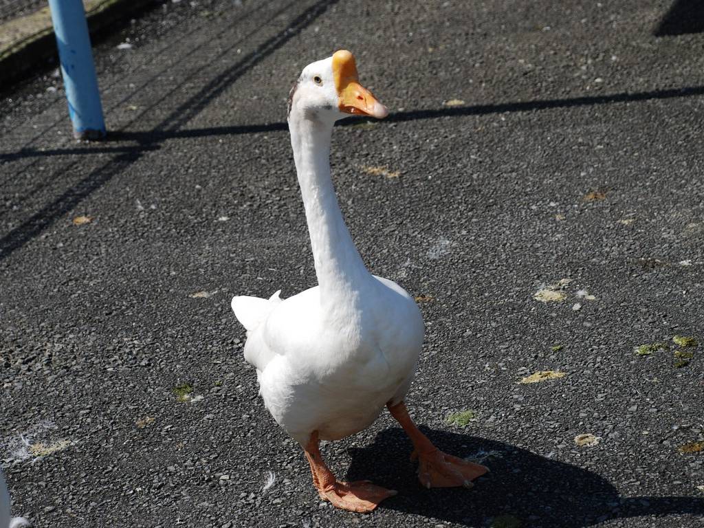 ʌ{㒬EEK`E -  - ʐ^f - ݃{