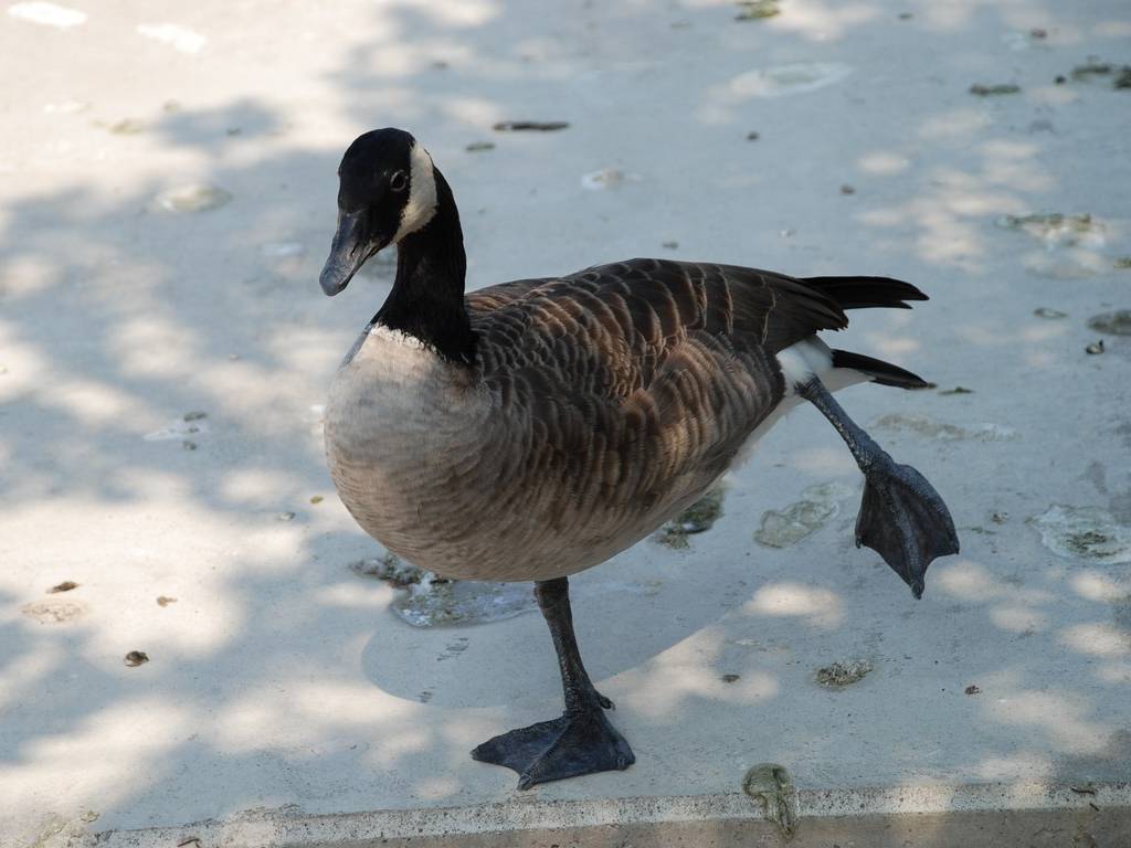 ʌ{㒬EEJi_K -  - ʐ^f - ݃{