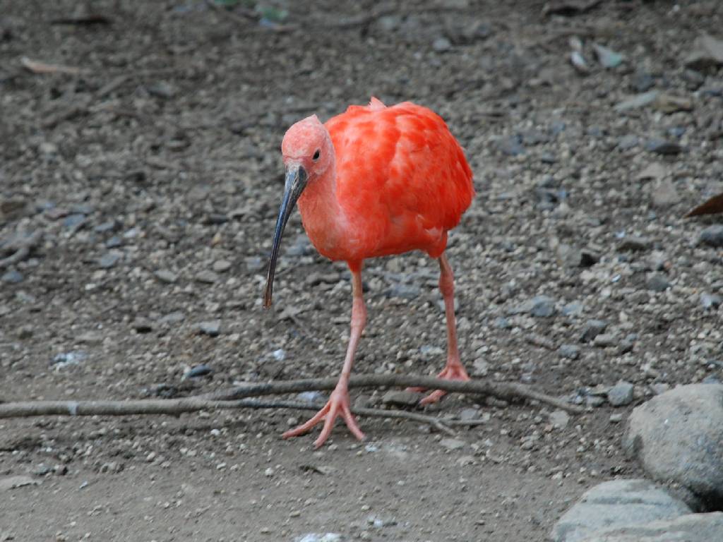 ʌ{㒬EEVEWEgL -  - ʐ^f - ݃{