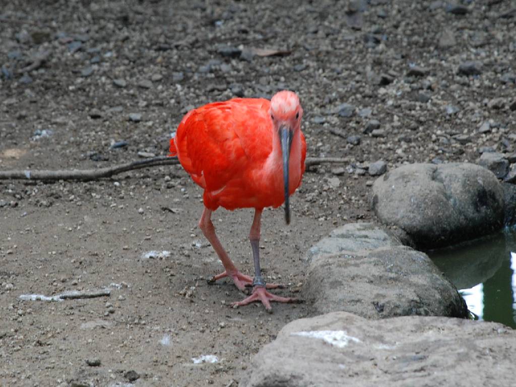 ʌ{㒬EEVEWEgL -  - ʐ^f - ݃{