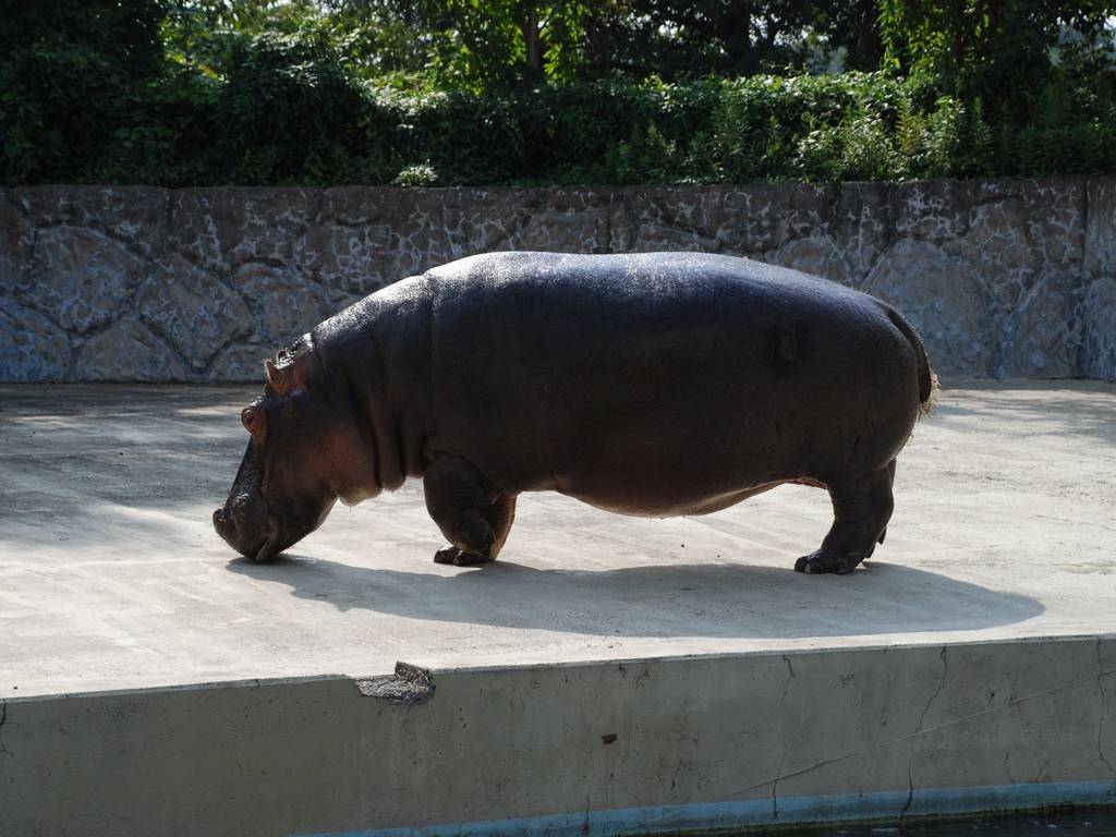 ʌ{㒬EEJo -  - ʐ^f - ݃{