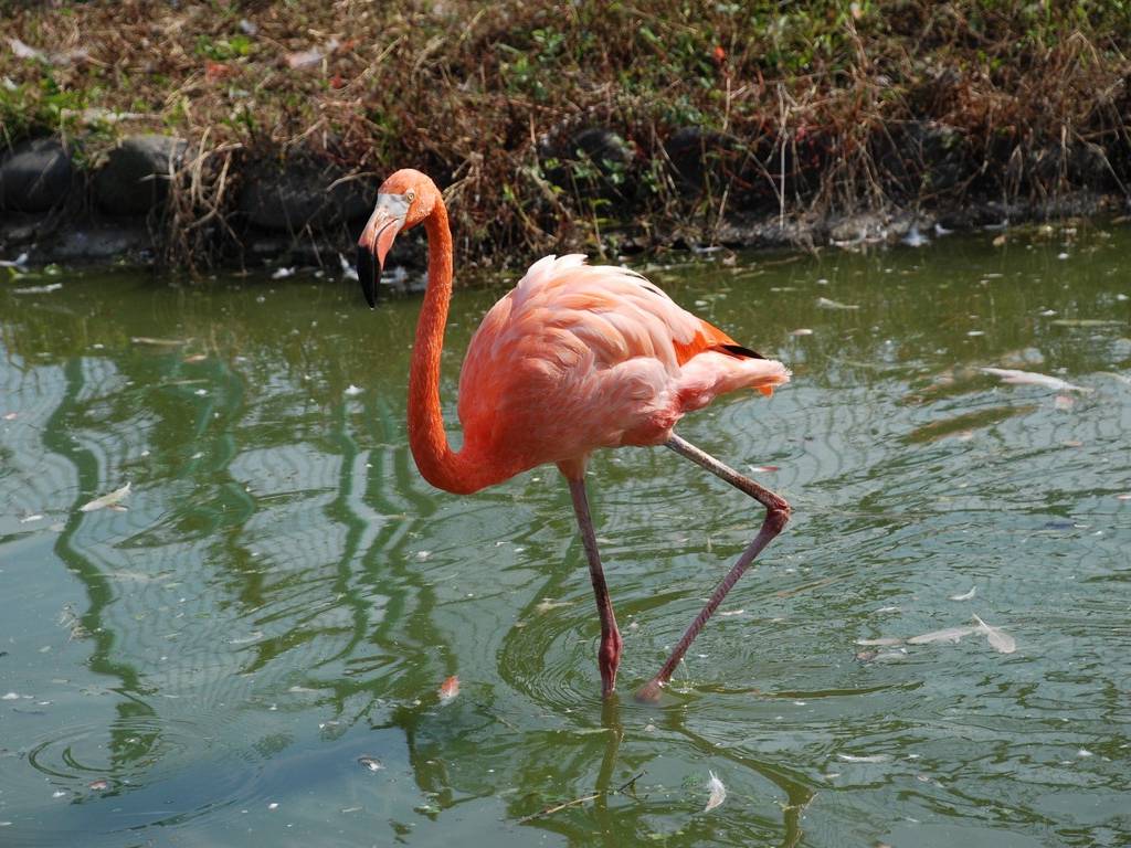 ʌ{㒬EEt~S -  - ʐ^f - ݃{