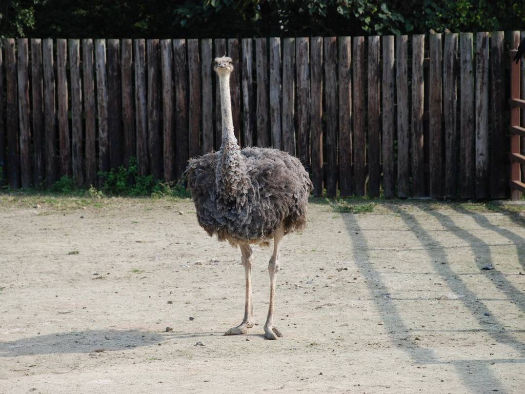 ʌ{㒬EE_`E -  - ʐ^f - ݃{