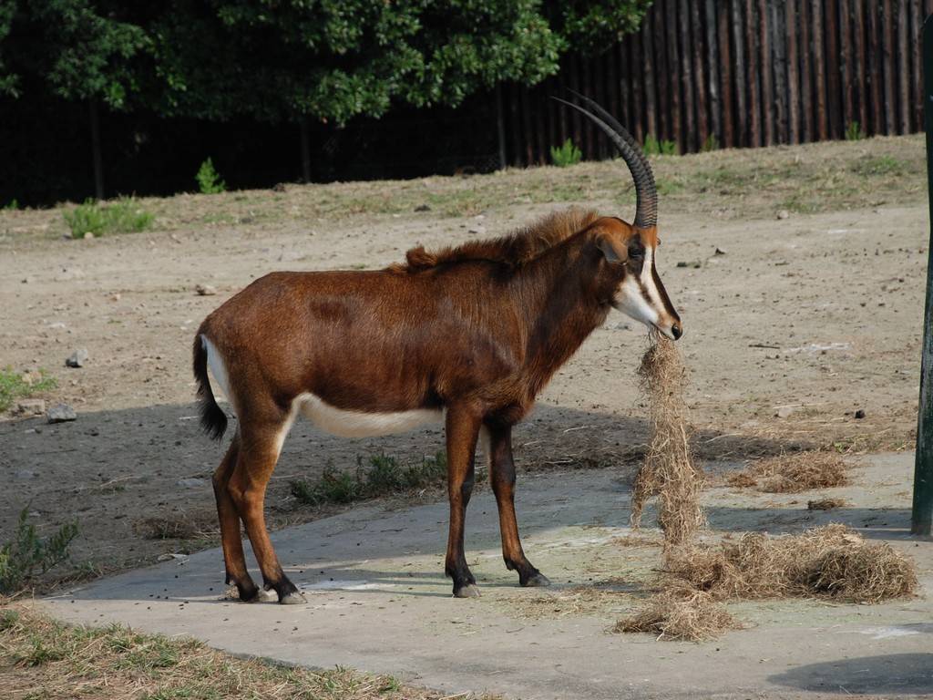 ʌ{㒬EEZ[uAe[u -  - ʐ^f - ݃{