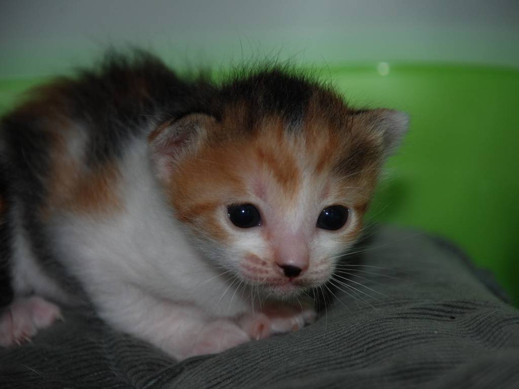 ʌzJsEqLEV[ -  - ʐ^f - ݃{
