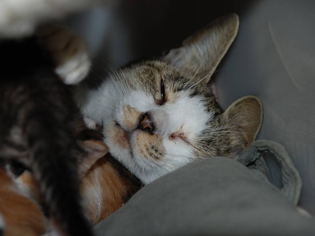 ʌzJsELEYE -  - ʐ^f - ݃{