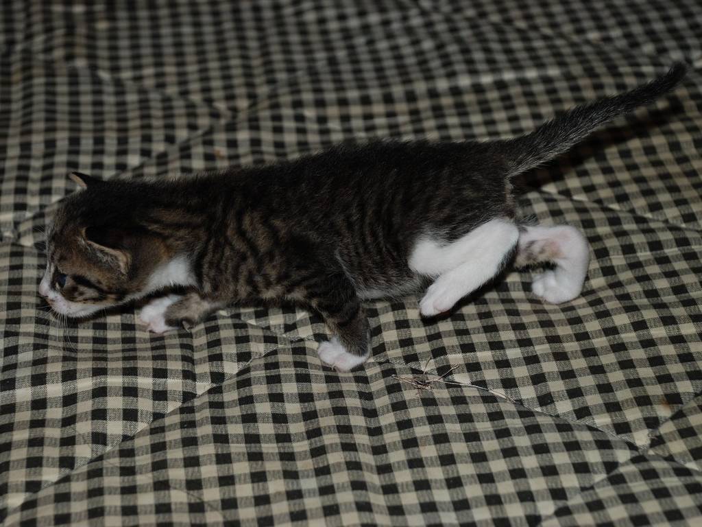 ʌzJsEqLE~[ -  - ʐ^f - ݃{
