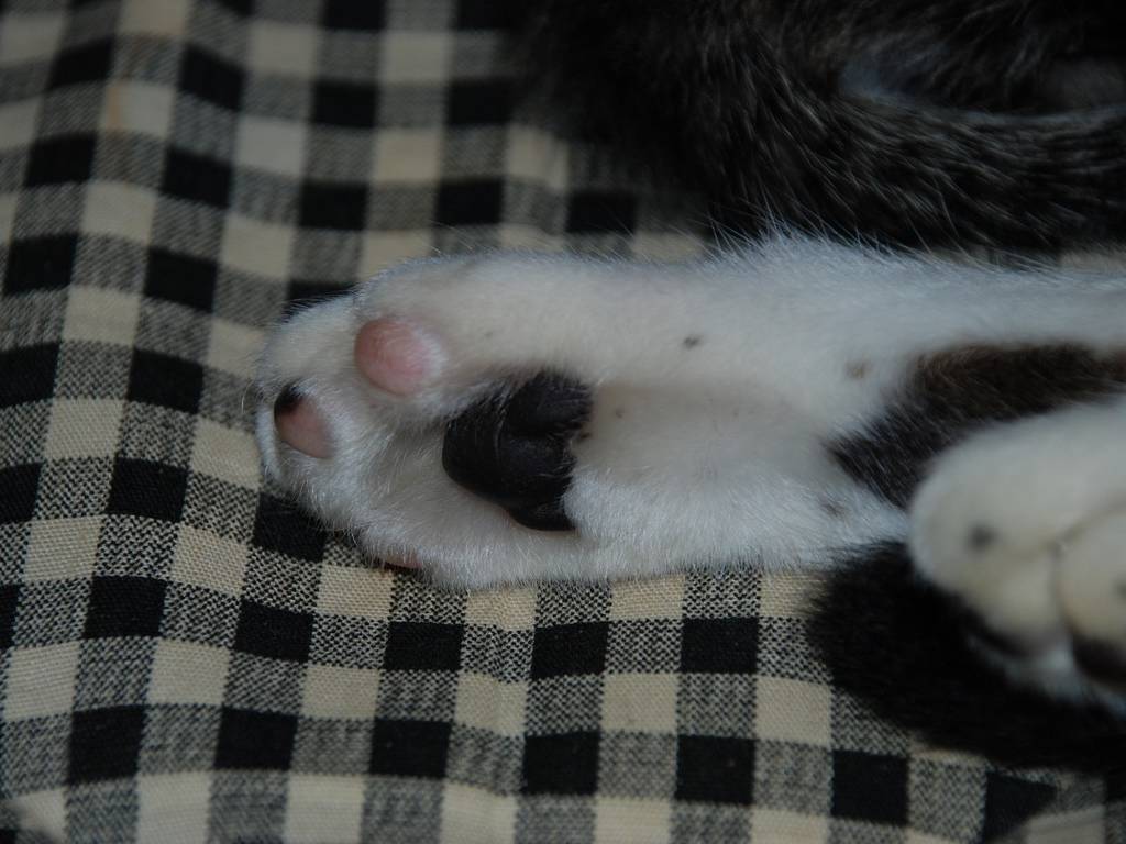 ʌzJsELEY -  - ʐ^f - ݃{