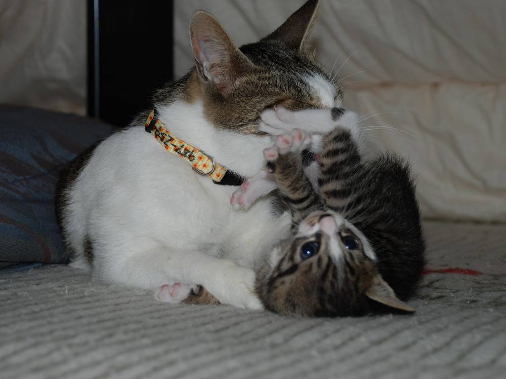 ʌzJsELEYt@~[ -  - ʐ^f - ݃{