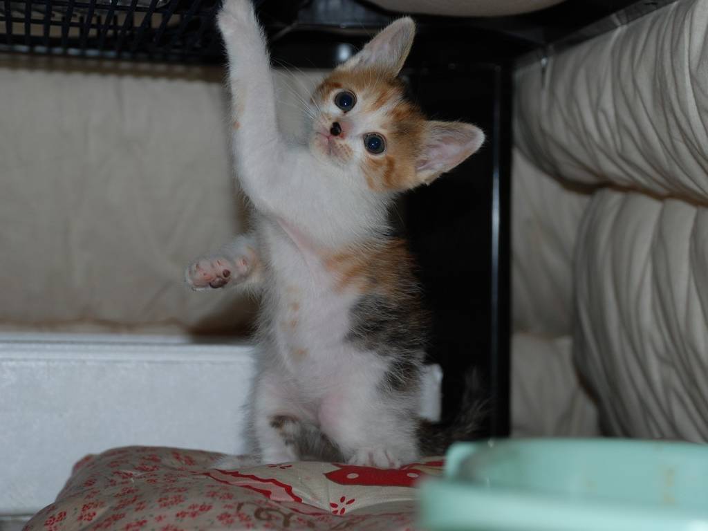 ʌzJsEqLEV[ -  - ʐ^f - ݃{