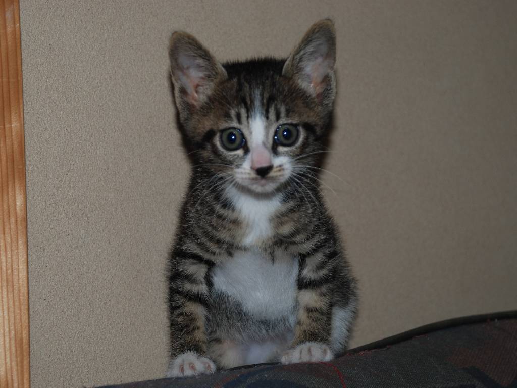 ʌzJsEqLE~[ -  - ʐ^f - ݃{