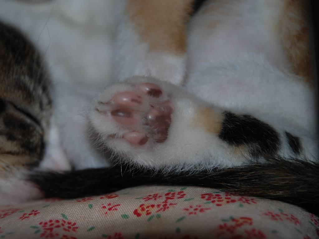 ʌzJsEqLE -  - ʐ^f - ݃{