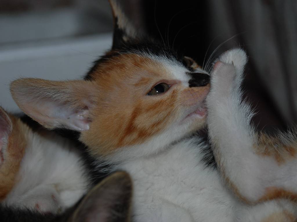 ʌzJsEqLE -  - ʐ^f - ݃{