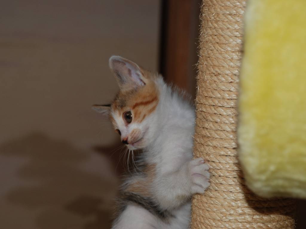 ʌzJsEqLEV[ -  - ʐ^f - ݃{