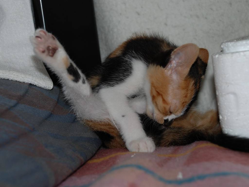 ʌzJsEqLE -  - ʐ^f - ݃{