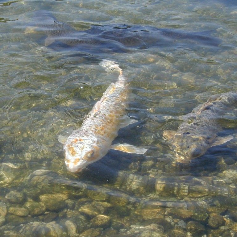 ʌzJsEԓcE -  - ʐ^f - ݃{