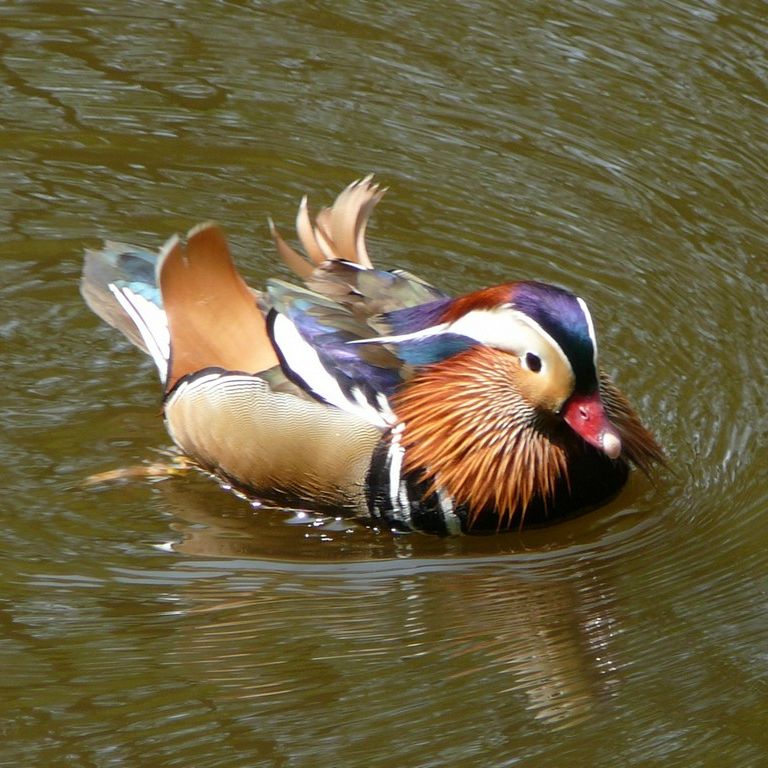 ʌ܎sEEIVh -  - ʐ^f - ݃{