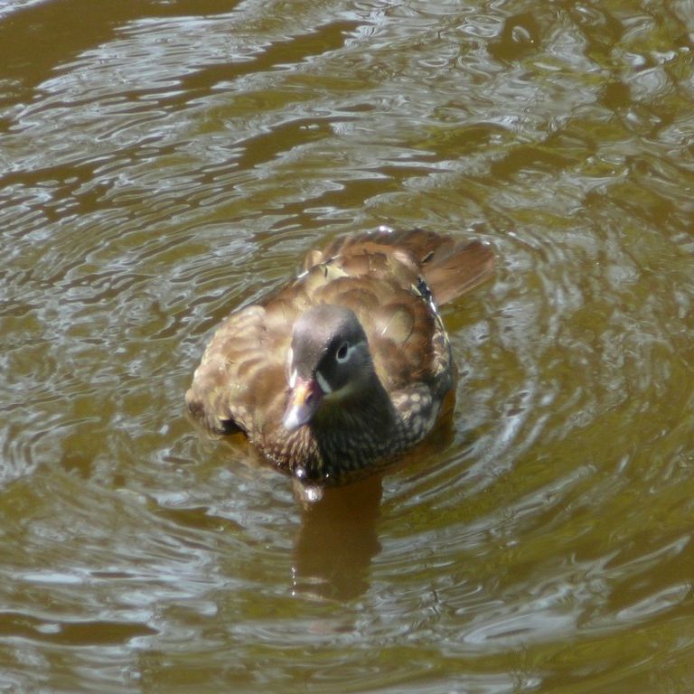 ʌ܎sEEIVh -  - ʐ^f - ݃{