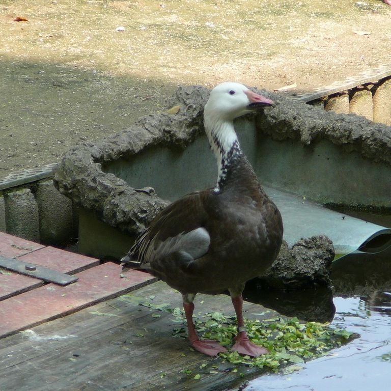 ʌ܎sEEnCCK -  - ʐ^f - ݃{