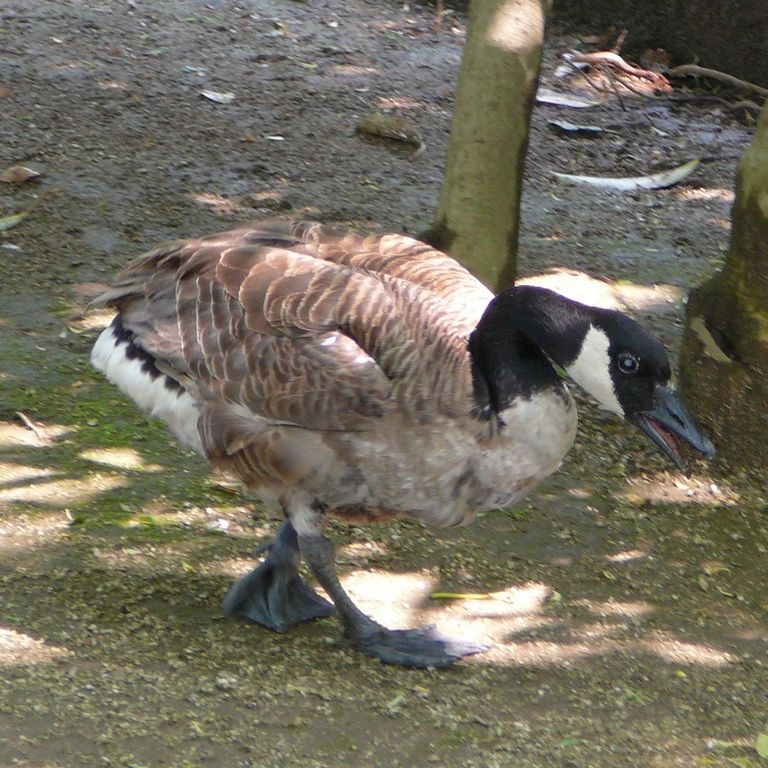 ʌ܎sEEJi_K -  - ʐ^f - ݃{