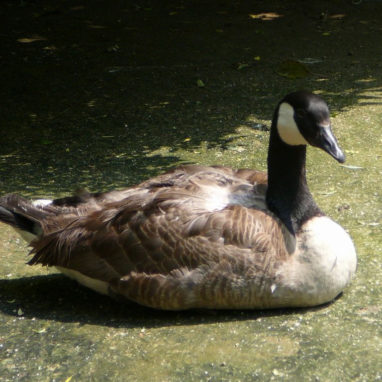ʌ܎sEEJi_K -  - ʐ^f - ݃{