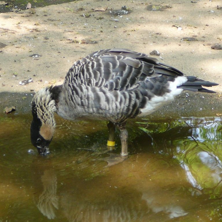 ʌ܎sEEnCK -  - ʐ^f - ݃{