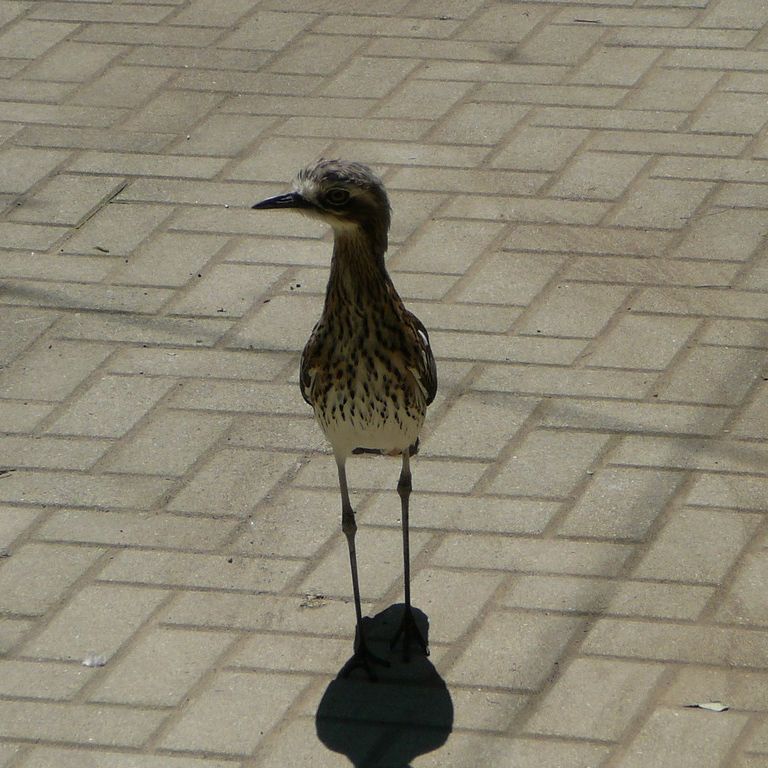 ʌzJsELx^E쒹̐XEI[XgACV`h -  - ʐ^f - ݃{