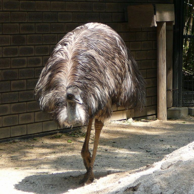 ʌzJsELx^E쒹̐XEG~[ -  - ʐ^f - ݃{
