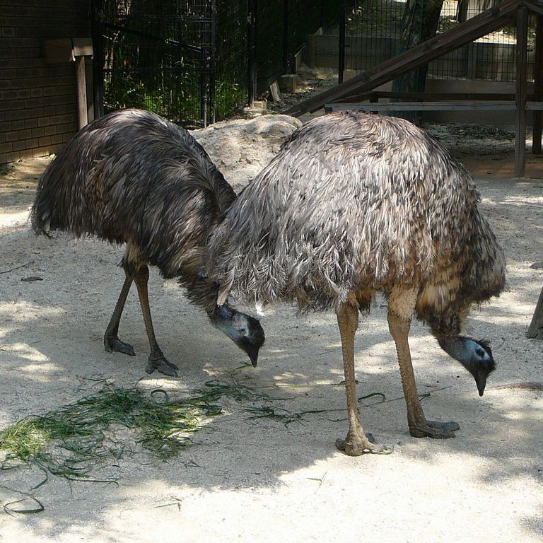 ʌzJsELx^E쒹̐XEG~[ -  - ʐ^f - ݃{
