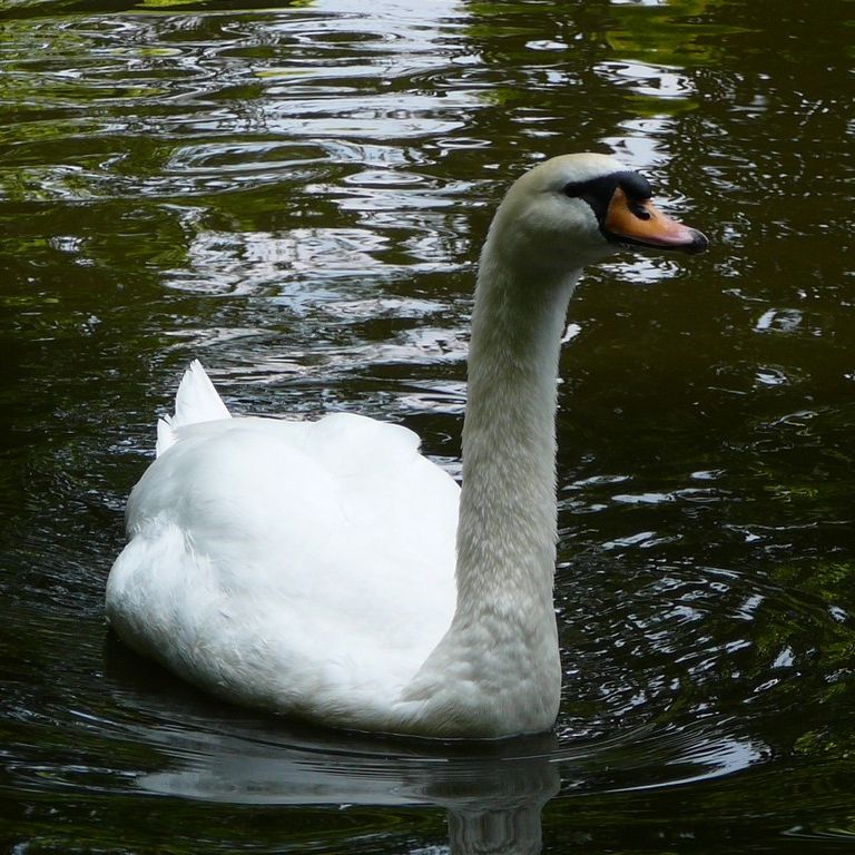 ʌ܎sEE -  - ʐ^f - ݃{