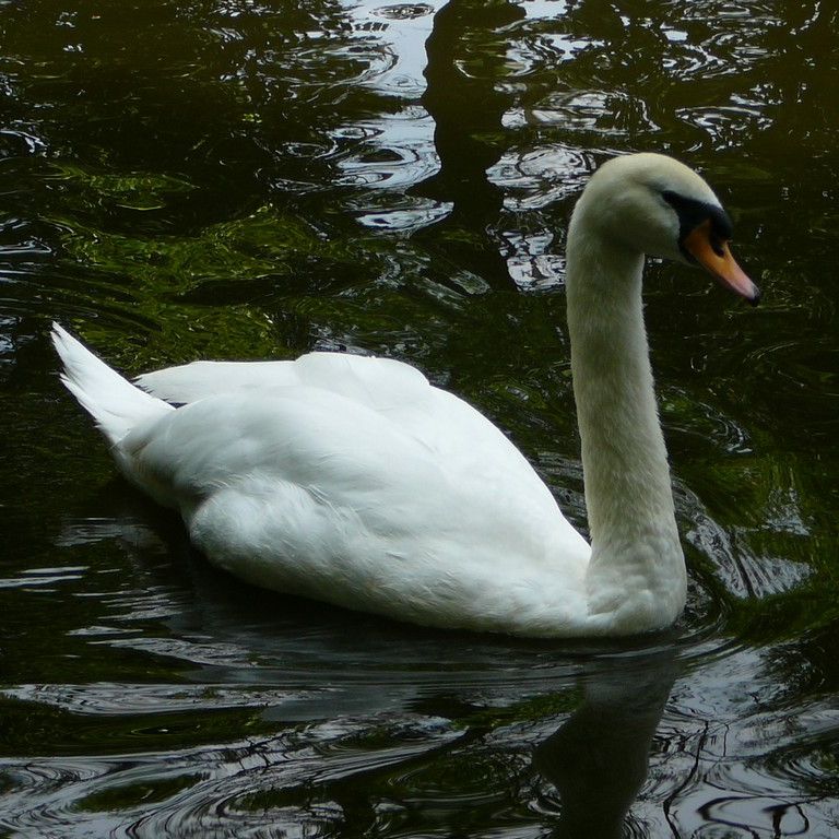 ʌ܎sEE -  - ʐ^f - ݃{
