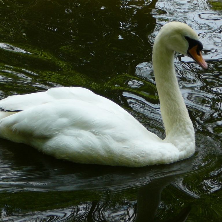 ʌ܎sEE -  - ʐ^f - ݃{