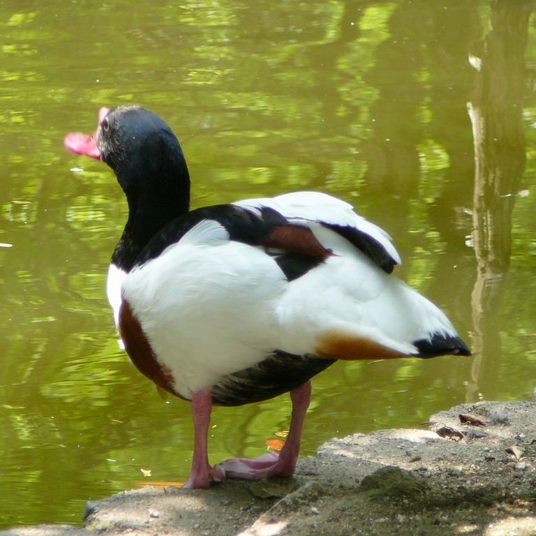 ʌ܎sEEcNVK -  - ʐ^f - ݃{