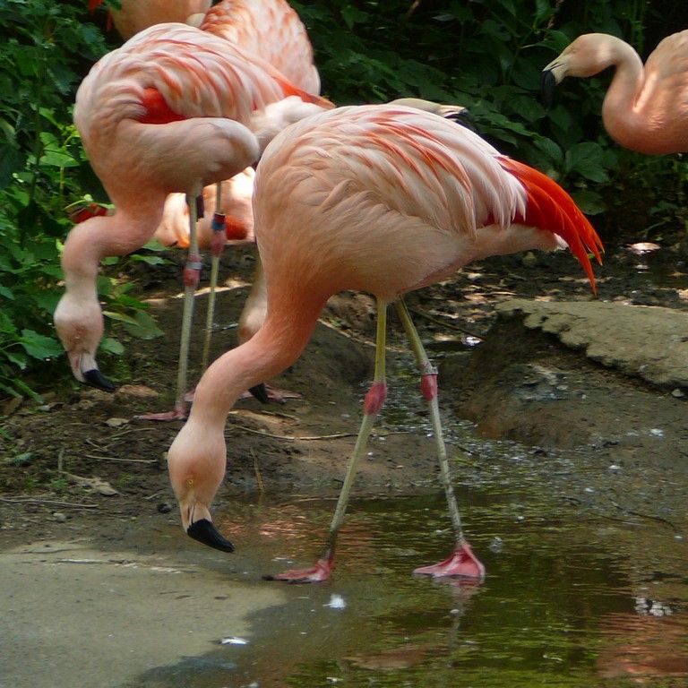 ʌ܎sEE`[t~S -  - ʐ^f - ݃{