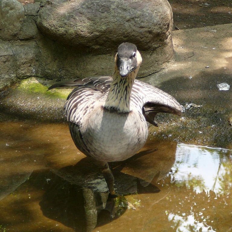 ʌ܎sEEnCK -  - ʐ^f - ݃{